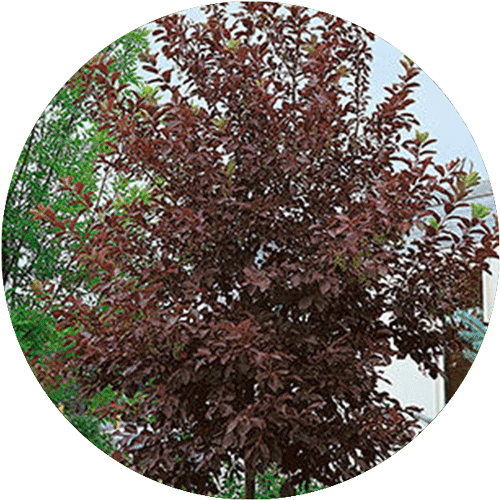A Canada Red Cherry tree.
